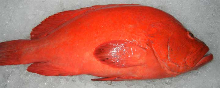 Cá Mú Đỏ Lai